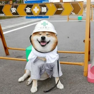 🐾 Hund, Bau, Sicherheit, Humor, Tier, Meme whatsapp sticker