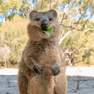 🤤 zwierzę, quokka, torbacz, liść, słodki, dzika przyroda telegram sticker