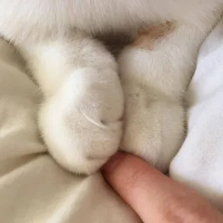 🌷 猫, 爪子, 手指, 宠物, 动物, 可爱 telegram sticker