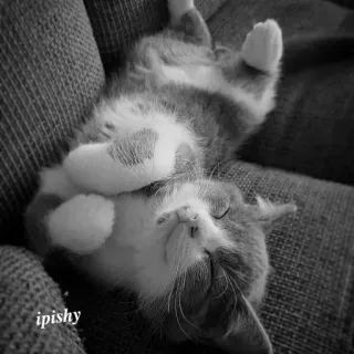 🕸 ipishy 猫, 小猫, 睡觉, 可爱, 动物, 宠物, 家养 telegram sticker