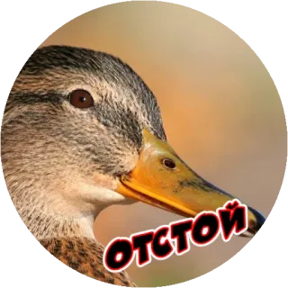 😕 ОТСТОЙ eend, dier, tekst, russisch telegram sticker