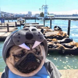 🐶 carlino, perro, foca, animal, lindo, mascota, león marino telegram sticker