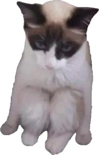 😔 gato, animal, mascota, gato ragdoll, lindo, gato sentado, gato doméstico telegram sticker