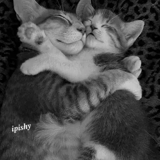 🕸 ipishy 猫, 小猫, 拥抱, 有爱, 可爱, 动物 telegram sticker