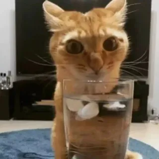 😐 cat, ice, drink, water, cute, animal telegram sticker