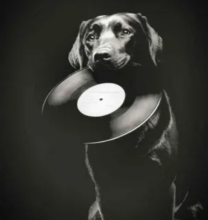🎵 chien, disque, musique, animal, vinyle, labrador noir, animal de compagnie telegram sticker