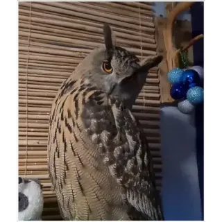 Yoll the Eagle-Owl telegram stickers
