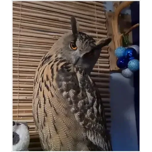 Yoll the Eagle-Owl