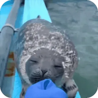 🥺 foca, animal, mamífero, água, fofo, animal marinho whatsapp sticker