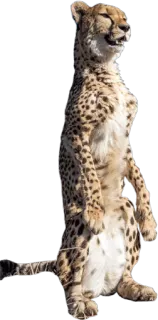 🌲 cheetah, animal, wildlife, standing, feline, cat whatsapp sticker