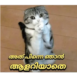 😂 അത് പിന്നെ ഞാന് അളറിയാതെ kat, schattig, Malayalam, smeken, pleiten telegram sticker