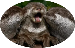 🐾 Выдры, Животные, Милые, Млекопитающие, Дикая природа telegram sticker