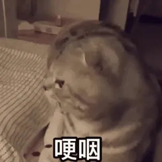 🐱 哽咽 chat, animal, mème, mignon, drôle, autocollant whatsapp sticker