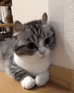 ๐ kucing, imut, hewan peliharaan, anak kucing, binatang telegram sticker