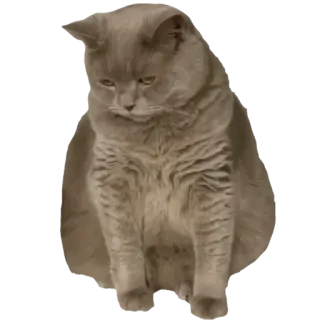 😿 kot, szary, siedzący, zwierzę, zwierzak telegram sticker