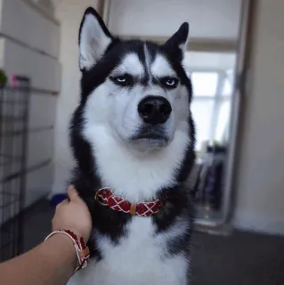 💦 dog, husky, animal, pet, cute, funny whatsapp sticker