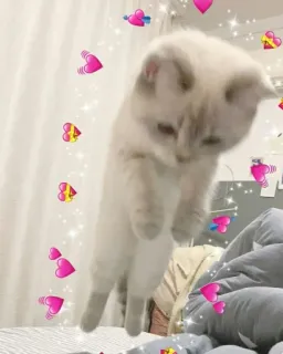 🐈 猫, 子猫, かわいい, 動物, ハート, 愛, 愛らしい, 飼い猫 whatsapp sticker