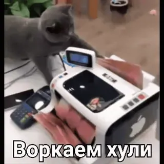 💸 Воркаем хули gato, engraçado, gíria, humor, russo telegram sticker
