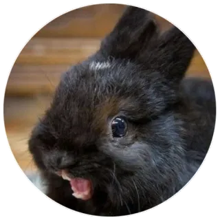🤣 rabbit, black rabbit, animal, pet, mammal, cute, bunny telegram sticker