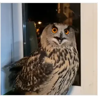 😱 owl, bird, nature, animal, wildlife, raptor, nocturnal telegram sticker