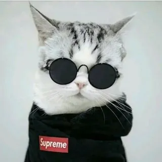 🐈 Supreme 고양이, 선글라스, 멋짐, 패션, 애완동물, 동물, 의류 telegram sticker