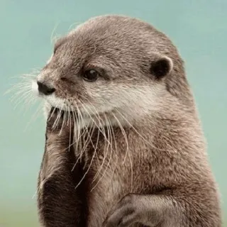 😮 loutre, animal, mignon, faune, mammifère, nature telegram sticker