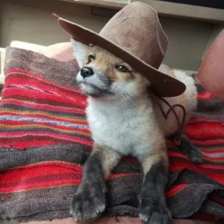 🦊 whatsapp sticker