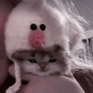 💗 кот, котенок, животное, питомец, шляпа, милый telegram sticker