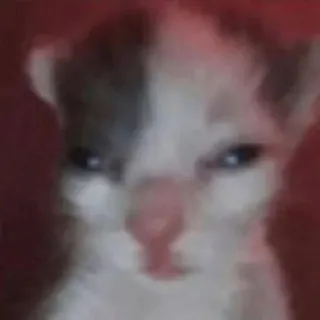 😒 кот, котенок, милый, животное, питомец, домашнее животное telegram sticker