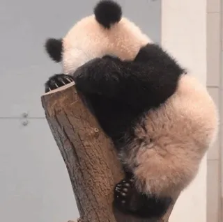 🐼 Panda, Animal, Lindo, Oso, Escalada telegram sticker