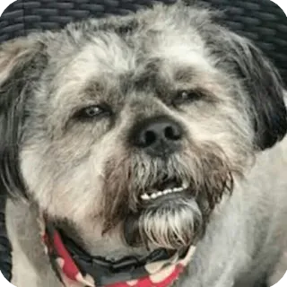 😮‍💨 cane, animale domestico, animale, carino, ritratto, animale domestico telegram sticker