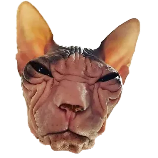 💀 сфинкс, кошка, лысая кошка, животное, питомец telegram sticker