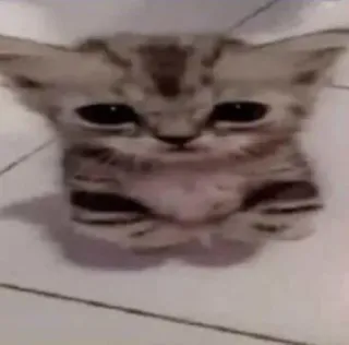 🙃 kucing, anak kucing, binatang, hewan peliharaan, imut, felin whatsapp sticker