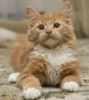 ⚡️ gato, gatito, gato pelirrojo, mascota, animal, felino telegram sticker