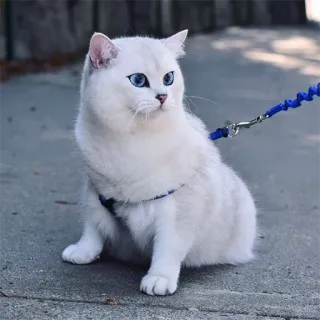 😾 gato, animal de estimação, animal, gato branco, olhos azuis, coleira, fofo telegram sticker