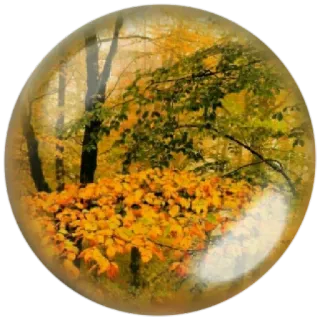😊 Herbst, Herbst, Wald, Natur, Blätter, Bäume, Landschaft whatsapp sticker