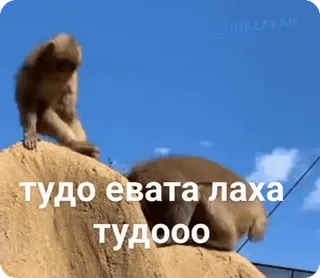 🌟 тудо евата лаха
тудооо ลิง, มีม, สัตว์, ตลก, รัสเซีย whatsapp sticker