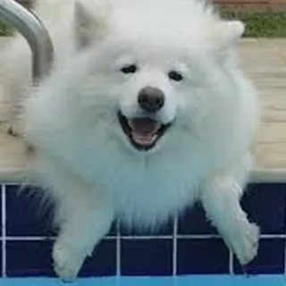 ❤️ Hund, Samojede, Pool, Tier, süß, Haustier, Haustier, Schwimmbad telegram sticker
