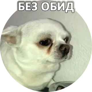 😌 БЕЗ ОБИД cane, meme, divertente, espressione, chihuahua, senza offesa whatsapp sticker