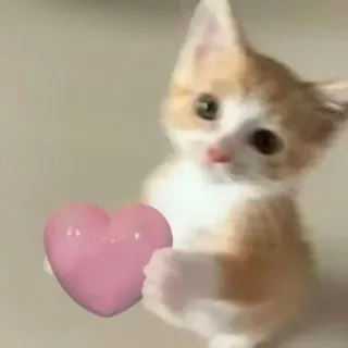 ❤️ 새끼 고양이, 고양이, 하트, 사랑, 동물, 애완 동물, 귀여운 telegram sticker