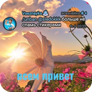 🌸 Всем привет flowers, sunset, field, nature, greeting telegram sticker