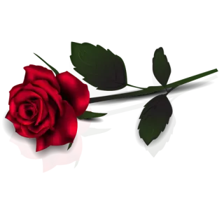 🌸 роза, красный, цветок, любовь, романтика, день святого валентина telegram sticker