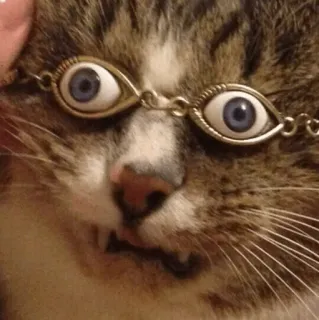 🧈 chat, yeux, drôle, animal, animal de compagnie telegram sticker