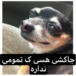 😐 جاكشى هسى ك تمومى نداره pies, mem, śmieszne, śpiący telegram sticker