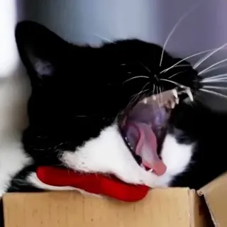 🤬 cat, yawning, animal, pet, tuxedo cat, black and white whatsapp sticker