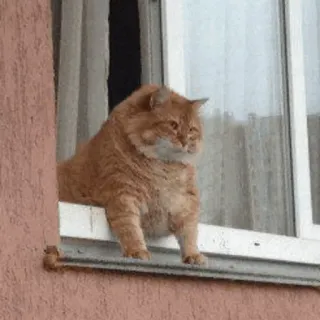 🐱 猫, 窗户, 动物, 宠物, 橙色, 家猫, 猫科动物 telegram sticker