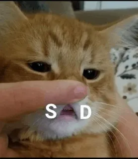 🍥 S D gato, triste, animal de estimação, animal, dedo, fofo telegram sticker