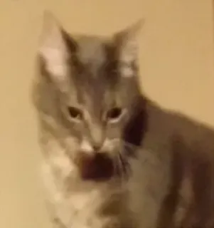 😟 gato, gatinho, animal, animal de estimação telegram sticker