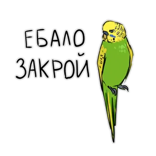 🤫 ЕБАЛО ЗАКРОЙ Vogel, Sittich, Beleidigung, Slang, unhöflich, Papagei whatsapp sticker