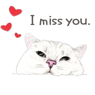 😍 고양이, 하트, 귀여운, 애완 동물, 동물, 스티커 telegram sticker